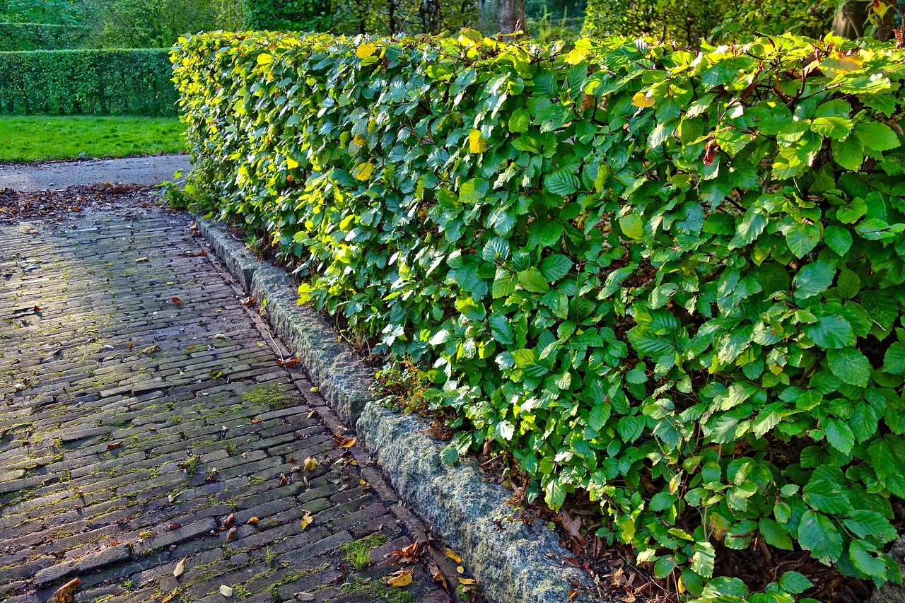 découvrez tout ce que vous devez savoir sur les haies : types, entretien, avantages environnementaux et esthétiques. apprenez à choisir et à cultiver la haie parfaite pour embellir votre jardin tout en préservant la biodiversité.