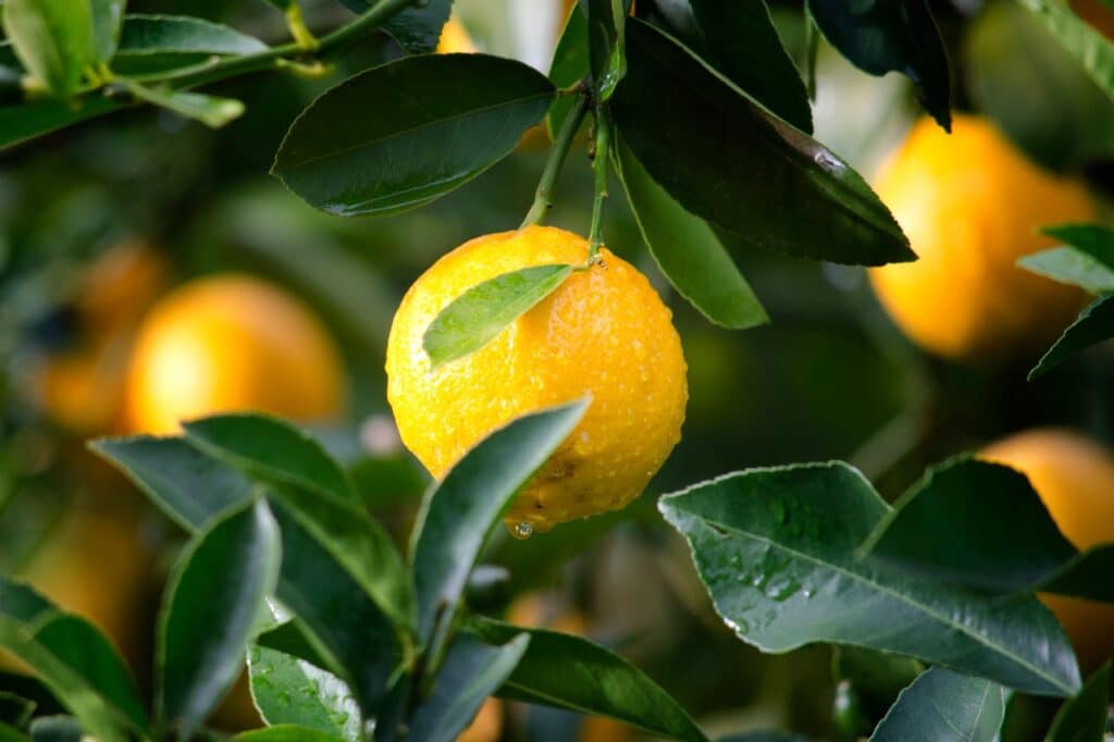 arbres fruitiers