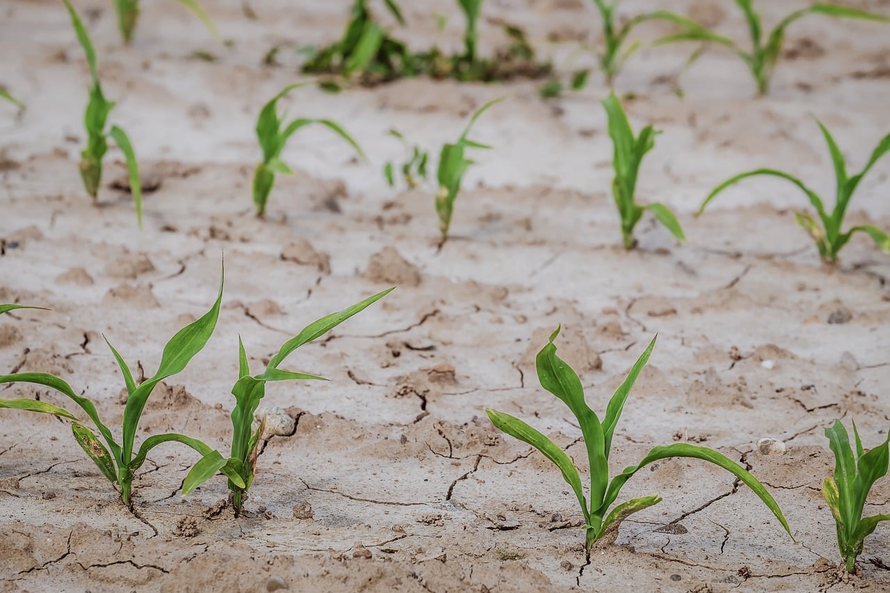 découvrez notre sélection de plantes résistantes à la sécheresse, idéales pour un jardin durable et économe en eau. apprenez à entretenir ces espèces robustes qui embelliront votre espace tout en préservant les ressources naturelles.