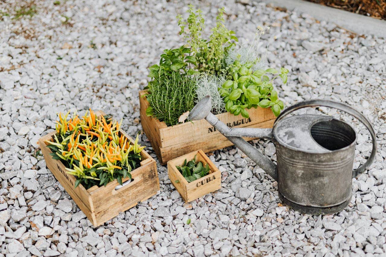 jardin en gravier