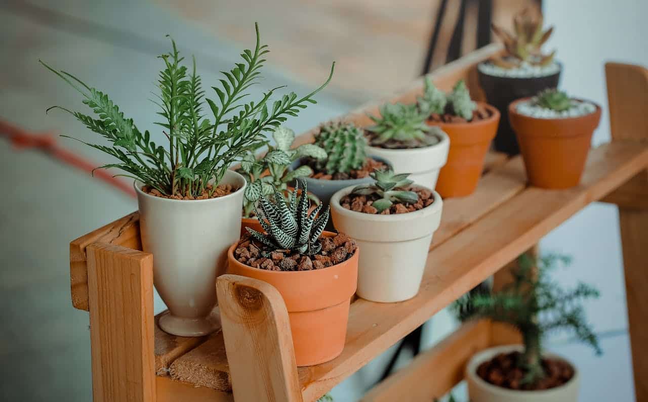plantes