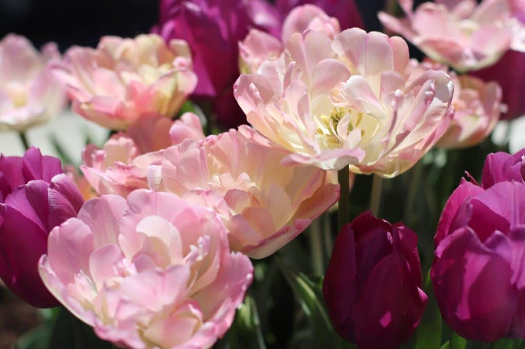 un jardin fleuri