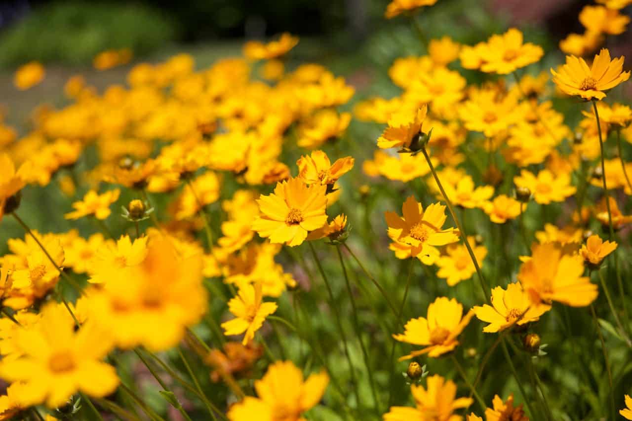 un jardin fleuri