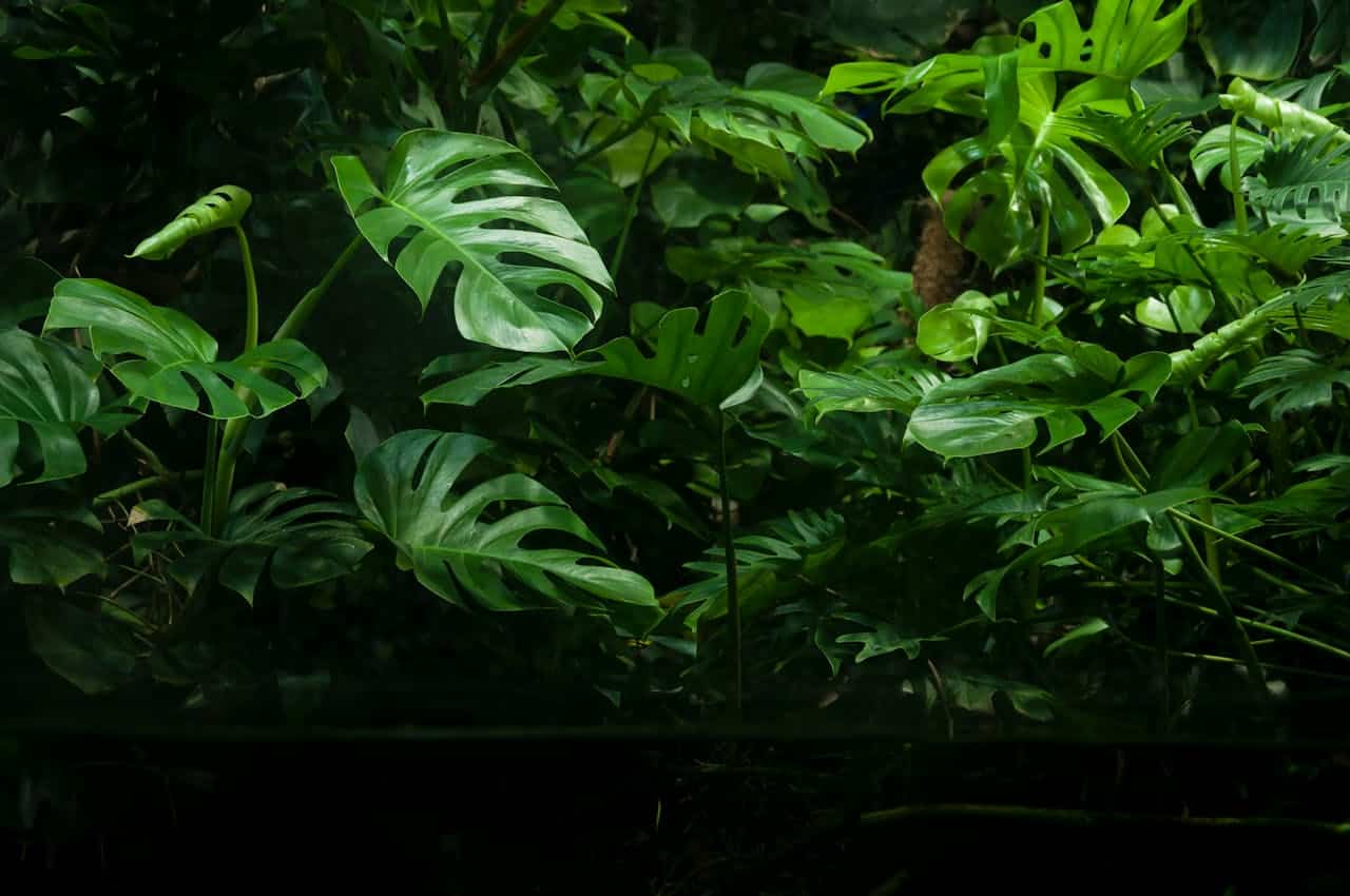 un jardin ombragé