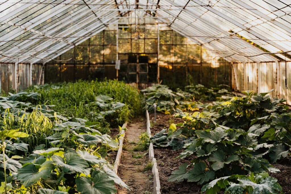 un potager