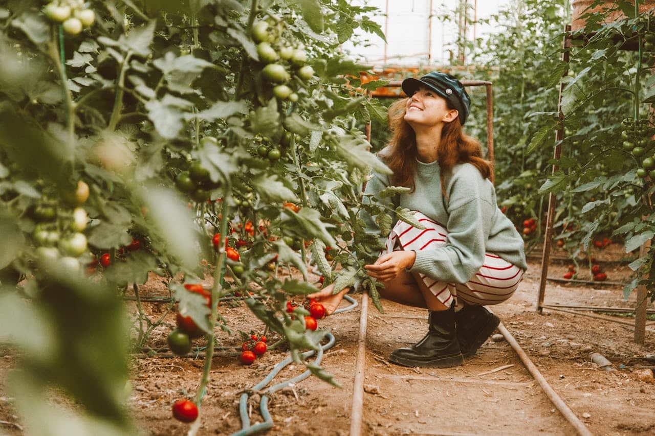 un potager
